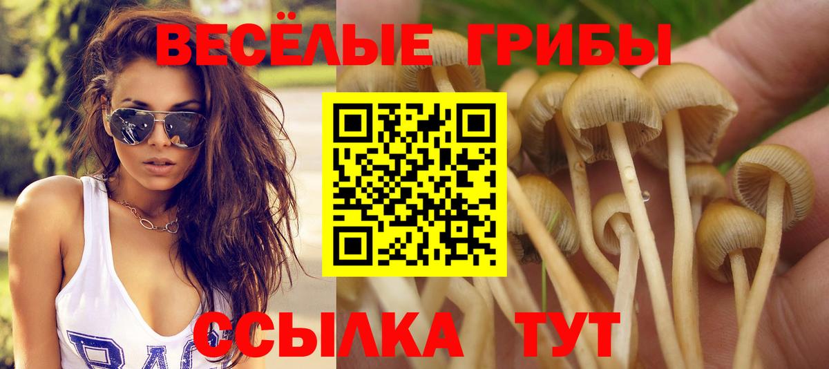 Скопин  Галлюциногенные грибы Psilocybe  Вход с VPN 